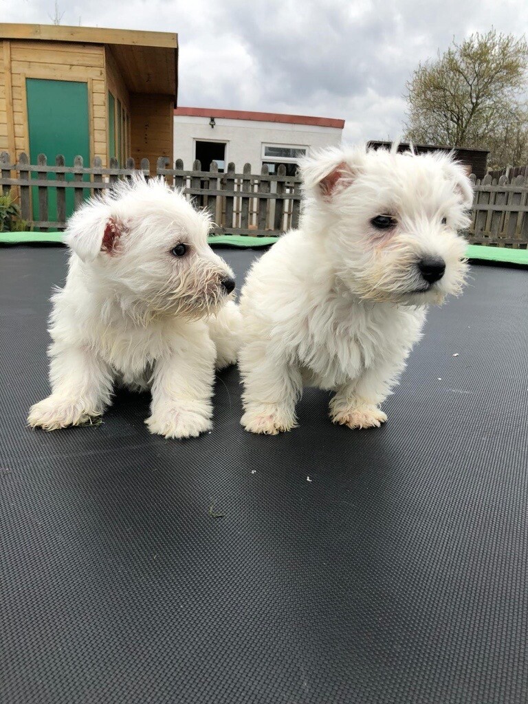 gumtree westies